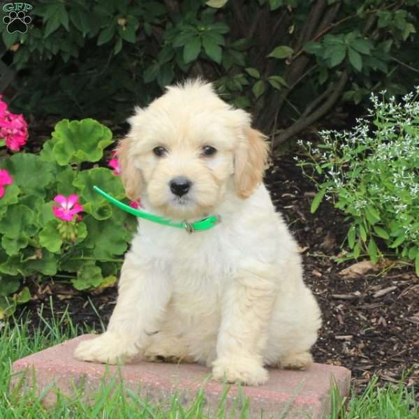 Sophie, Golden Retriever Mix Puppy